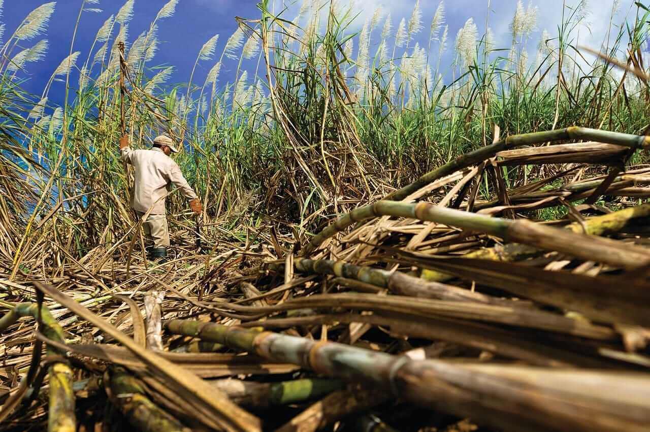 Global Sugar Markets Face Price Pressure from Record Production