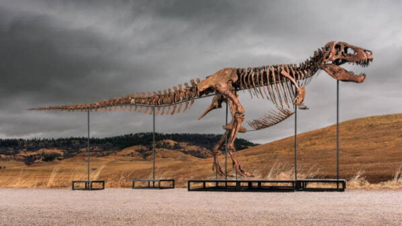 Gus le T. rex vendu 50 millions de dollars : une leçon de valeur pour l'Afrique